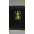 Broche Scarabée
