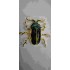 Broche Scarabée 