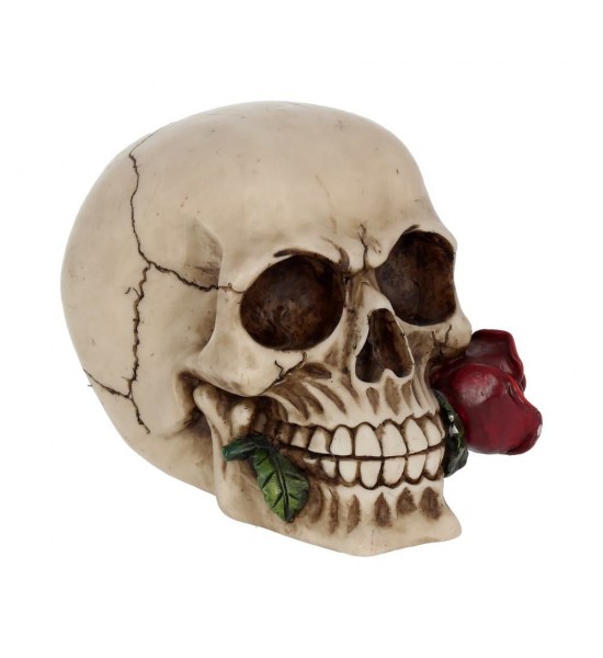 Crâne avec une Rose