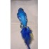 Perroquet Jaune et Bleu