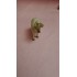 Mouton en Bois