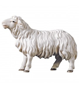 Mouton Tête Droite