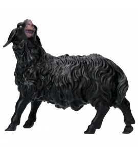 Mouton Noir